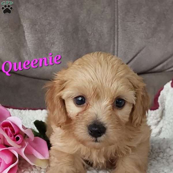 Queenie, Toy Poodle Mix Puppy