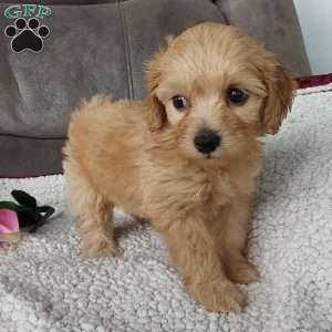 Queenie, Toy Poodle Mix Puppy
