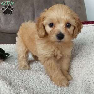 Queenie, Toy Poodle Mix Puppy