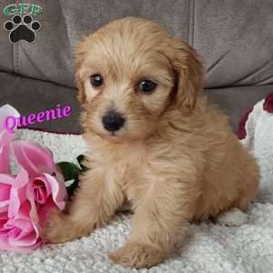 Queenie, Toy Poodle Mix Puppy
