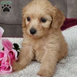Queenie, Toy Poodle Mix Puppy