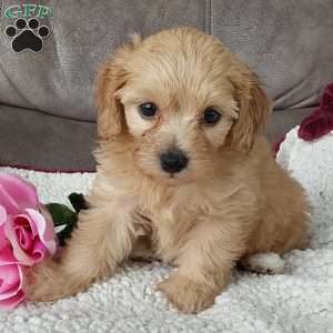 Queenie, Toy Poodle Mix Puppy