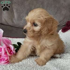 Queenie, Toy Poodle Mix Puppy