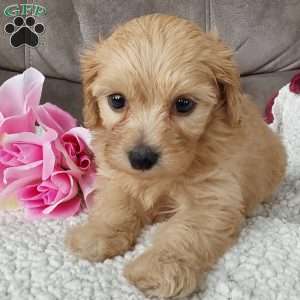 Queenie, Toy Poodle Mix Puppy