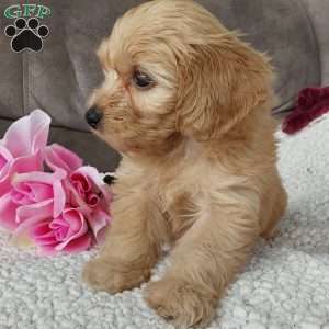 Queenie, Toy Poodle Mix Puppy