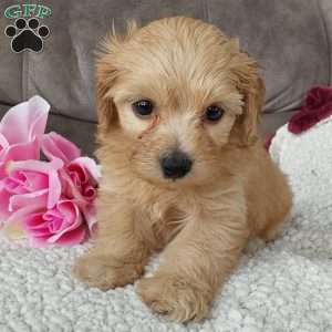 Queenie, Toy Poodle Mix Puppy