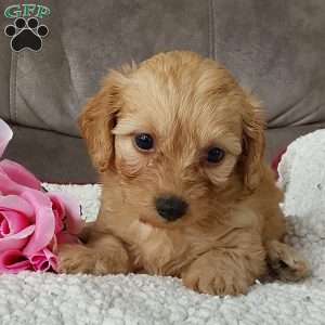 Darla, Toy Poodle Mix Puppy