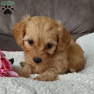 Darla, Toy Poodle Mix Puppy