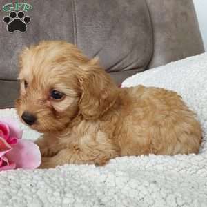 Darla, Toy Poodle Mix Puppy