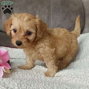Darla, Toy Poodle Mix Puppy