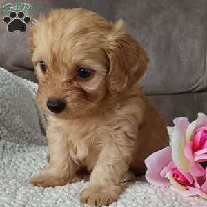 Darla, Toy Poodle Mix Puppy