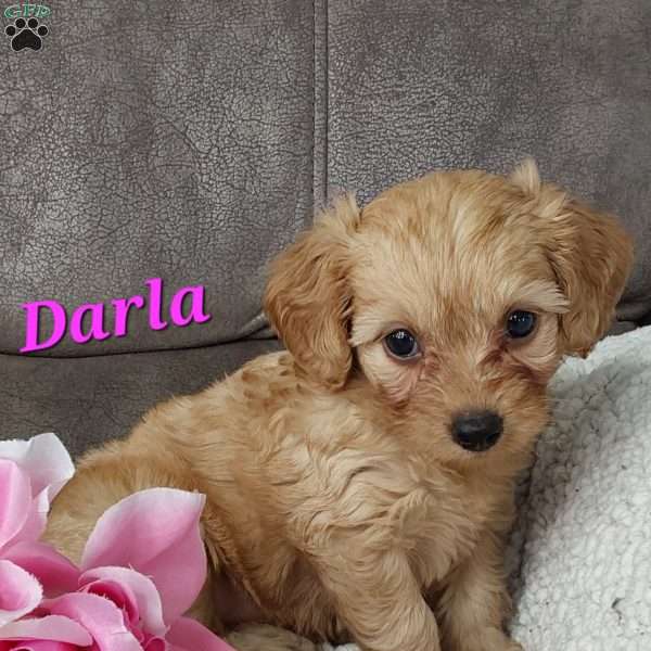 Darla, Toy Poodle Mix Puppy