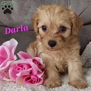 Darla, Toy Poodle Mix Puppy