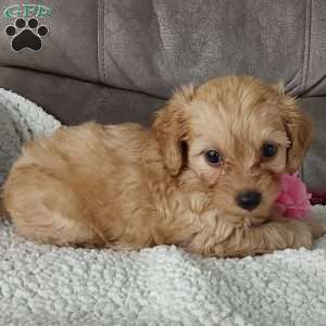 Darla, Toy Poodle Mix Puppy