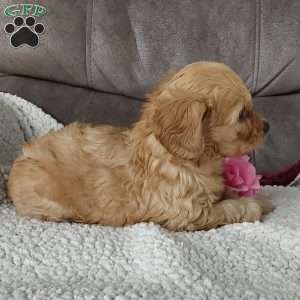Darla, Toy Poodle Mix Puppy