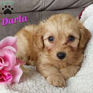 Darla, Toy Poodle Mix Puppy