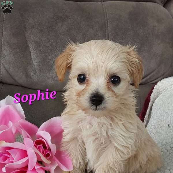 Sophie, Toy Poodle Mix Puppy