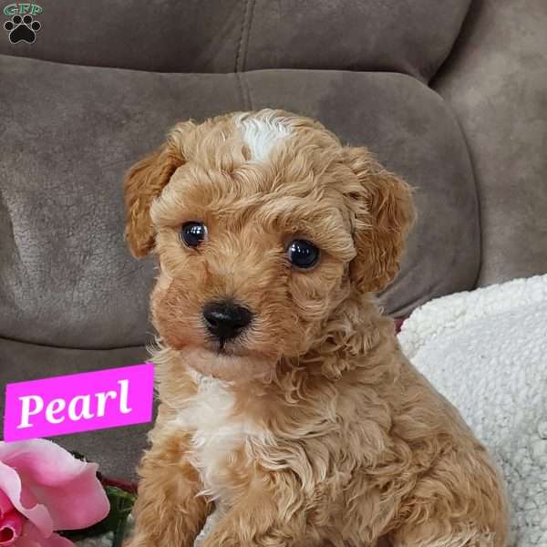 Pearl, Toy Poodle Puppy