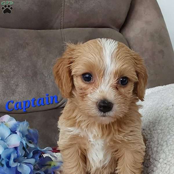 Captain, Toy Poodle Mix Puppy