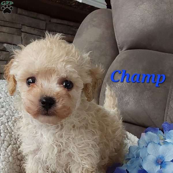 Champ, Toy Poodle Puppy
