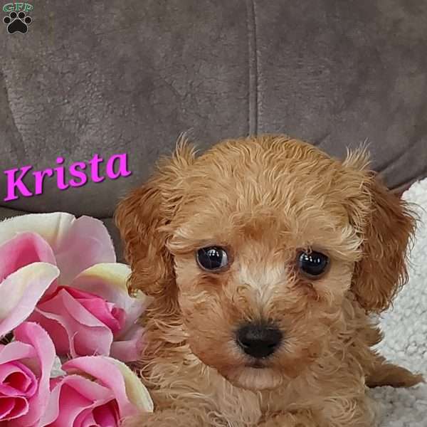 Krista, Toy Poodle Puppy