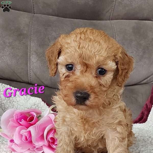 Gracie, Toy Poodle Puppy