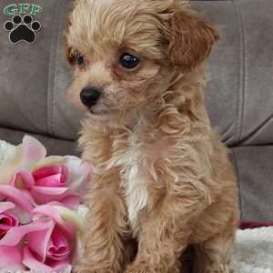 Princess, Toy Poodle Mix Puppy