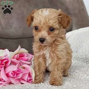 Princess, Toy Poodle Mix Puppy