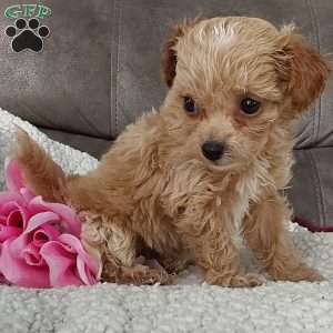 Princess, Toy Poodle Mix Puppy