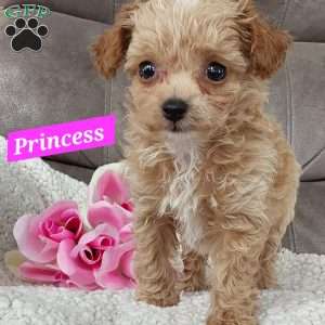 Princess, Toy Poodle Mix Puppy