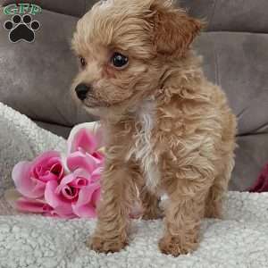 Princess, Toy Poodle Mix Puppy