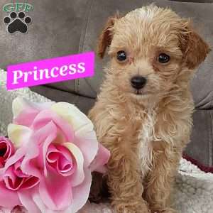 Princess, Toy Poodle Mix Puppy