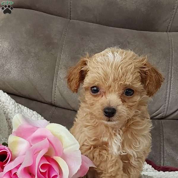 Princess, Toy Poodle Mix Puppy
