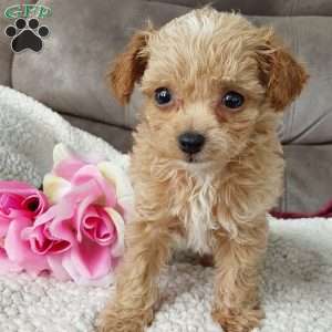 Princess, Toy Poodle Mix Puppy