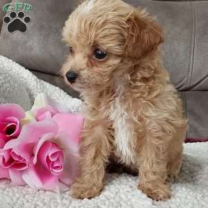Princess, Toy Poodle Mix Puppy