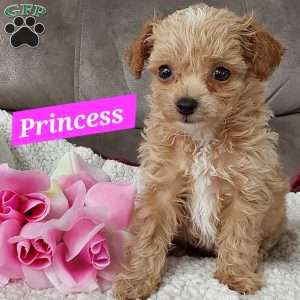 Princess, Toy Poodle Mix Puppy