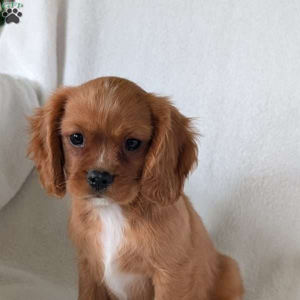 Lokie, Cavalier King Charles Spaniel Puppy