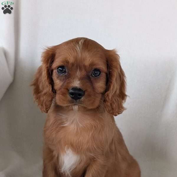 Tucker, Cavalier King Charles Spaniel Puppy