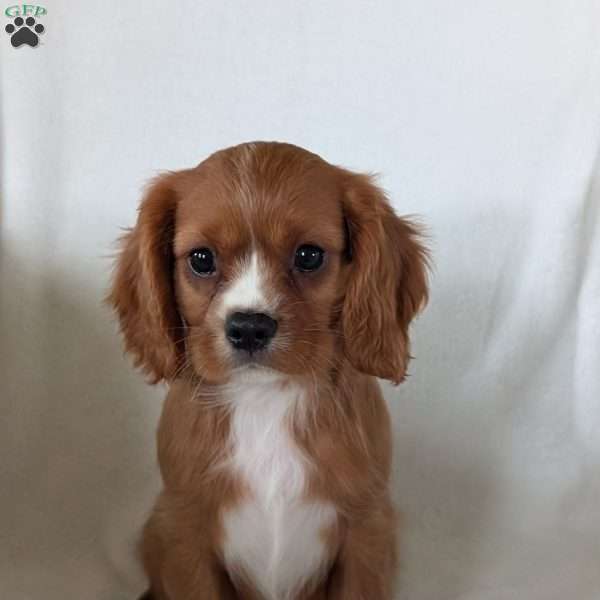 Bumper, Cavalier King Charles Spaniel Puppy