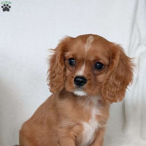Archie, Cavalier King Charles Spaniel Puppy