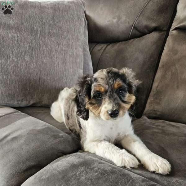 Jasper, Cavapoo Puppy