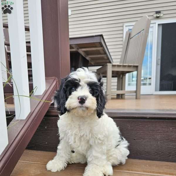 Molly, Cavapoo Puppy