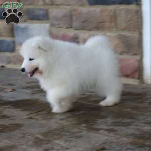 Sparkle, Samoyed Puppy