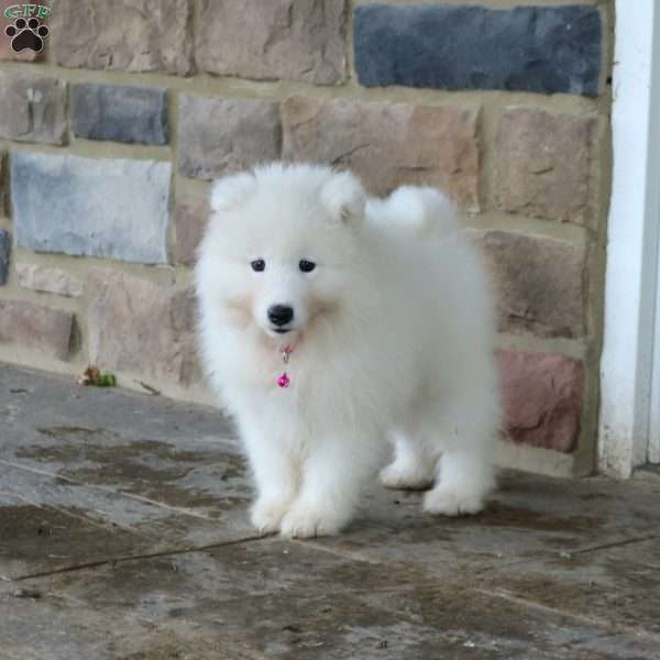 Sparkle, Samoyed Puppy
