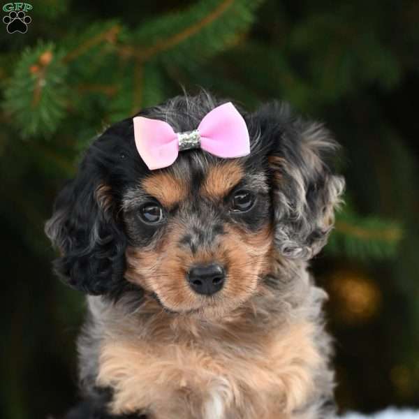 Twinkles, Cavapoo Puppy