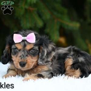 Twinkles, Cavapoo Puppy