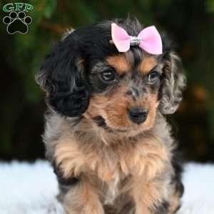 Twinkles, Cavapoo Puppy