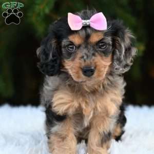 Twinkles, Cavapoo Puppy