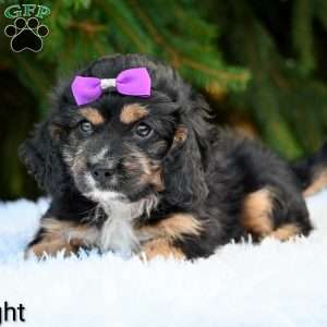Twilight, Cavapoo Puppy