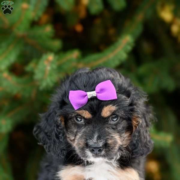Twilight, Cavapoo Puppy